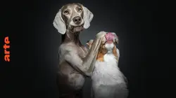 Le dessous des images Portraits de chiens