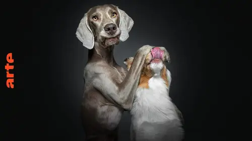 Casting Le dessous des images Portraits de chiens