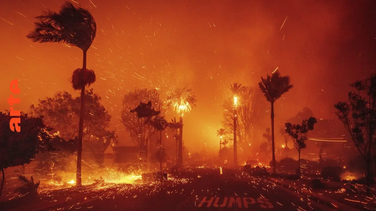 Le dessous des images Californie, tes palmiers sont en feu