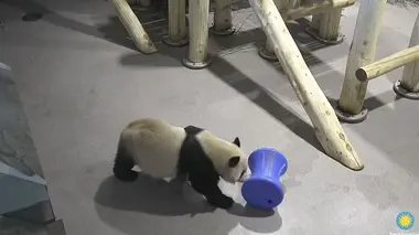 Pandas, quel est leur pouvoir ?