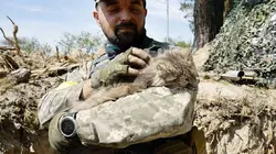 Le dessous des images  Chats de guerre