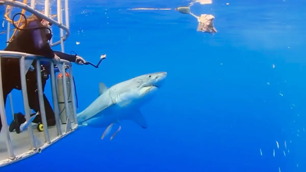 Le dessous des images Les nouveaux requins d'Instagram