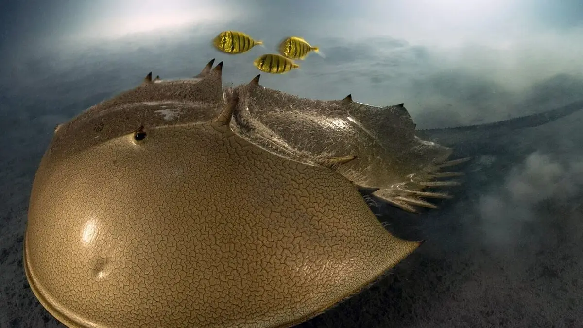 Le dessous des images La limule et la fascination des abysses