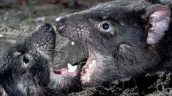 Visuel de Le diable de Tasmanie