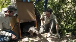 Le discret tatou géant