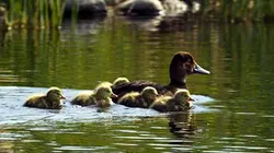 Visuel de Le doc des canards