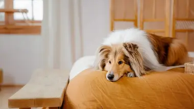 Le doc Quotidien Les chiens : qui tient vraiment la laisse ?