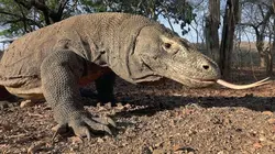 Le dragon de Komodo