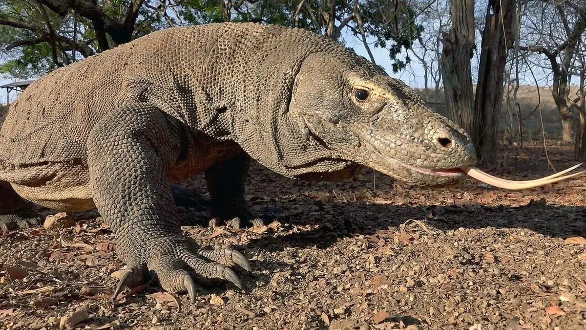 Le dragon de Komodo