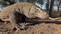 Le dragon de Komodo