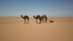 Le dromadaire après l'eden