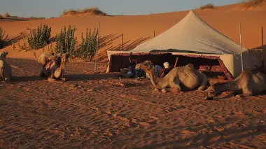 Le dromadaire après l'Eden