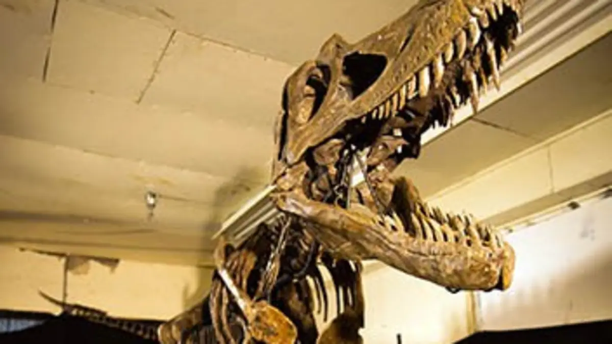 Le duel des dinosaures