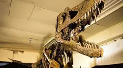 Visuel de Le duel des dinosaures