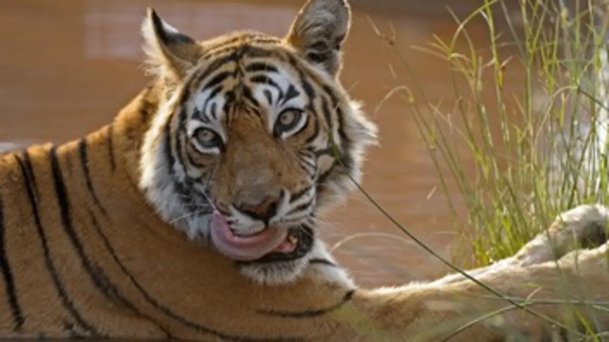 Le fabuleux destin de Machli la tigresse