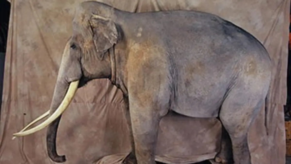 Le fabuleux destin de Siam l'éléphant