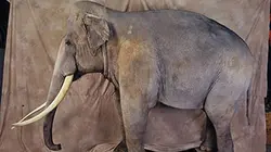 Visuel de Le fabuleux destin de Siam l'éléphant