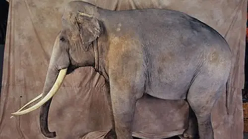 Le fabuleux destin de Siam l'éléphant