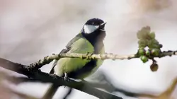 Le fabuleux destin des mésanges