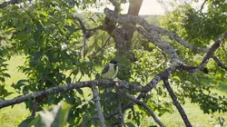 Le fabuleux destin des mésanges