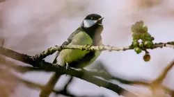 Le fabuleux destin des mésanges