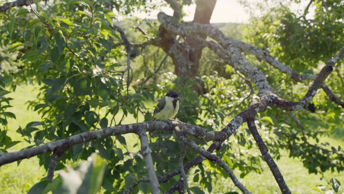 Le fabuleux destin des mésanges