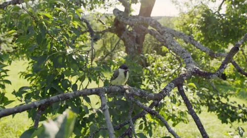Le fabuleux destin des mésanges