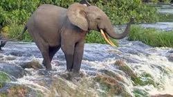 Le Gabon, dernier refuge des éléphants de forêt