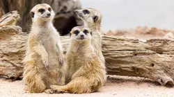 Le gang des suricates