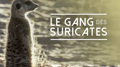 Le gang des suricates
