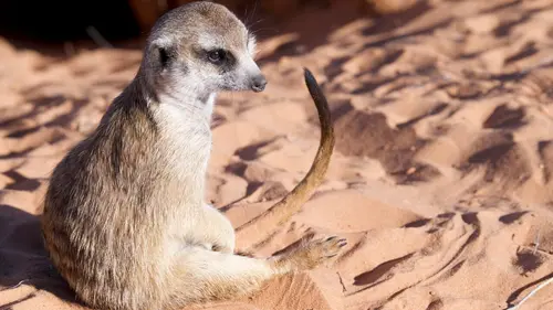 Le gang des suricates La guerre des gangs