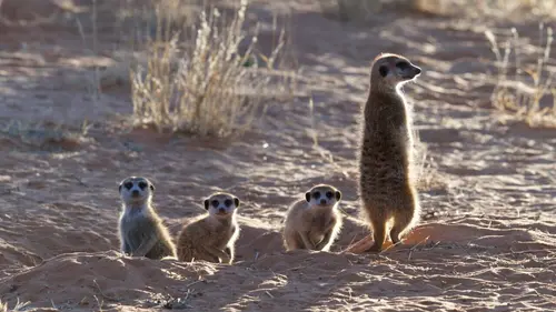 Le gang des suricates L'ascension des rebelles