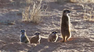 Le gang des suricates L'ascension des rebelles
