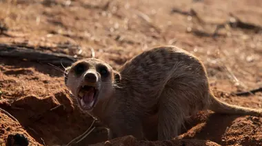 Le gang des suricates L'école de la survie