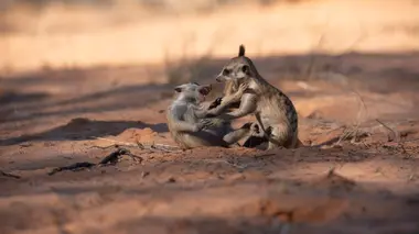 Le gang des suricates Le cycle de la vie