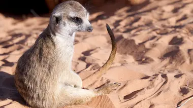 Le gang des suricates Une terre sauvage et hostile