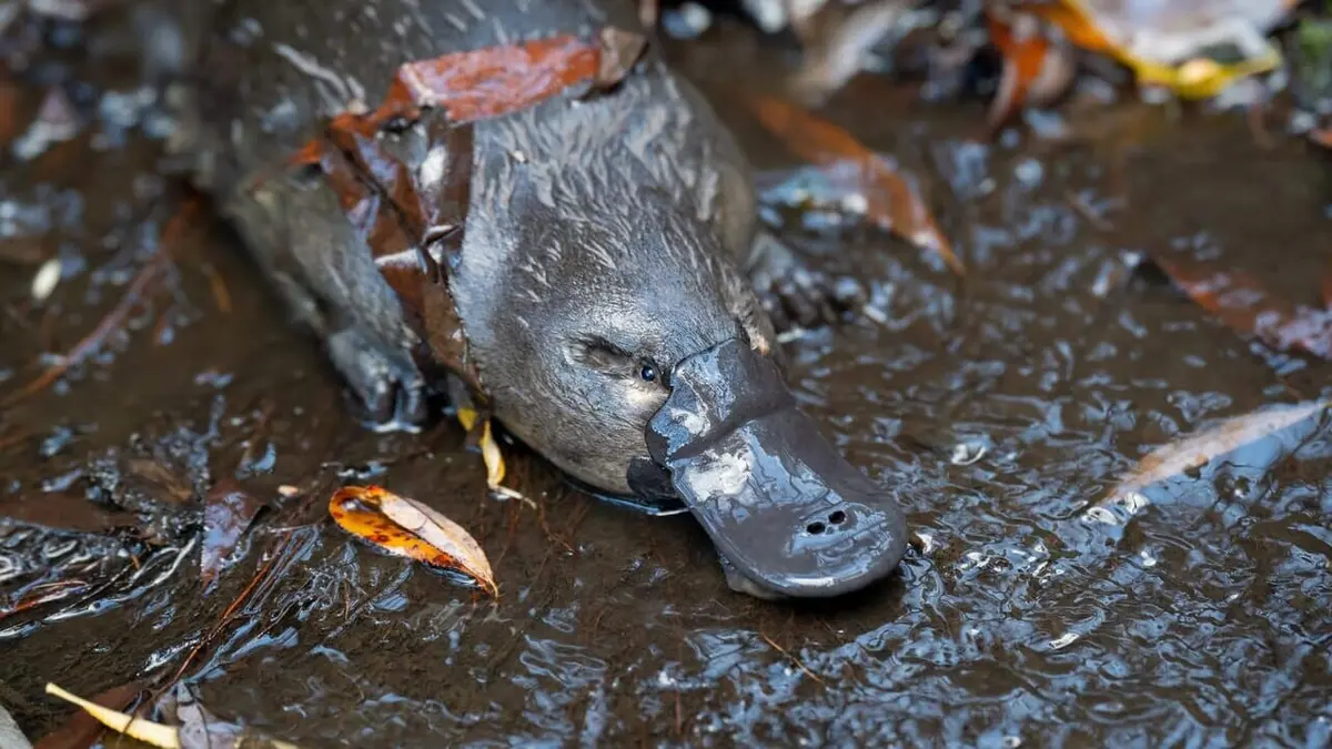 Le gardien des ornithorynques