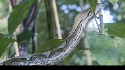 Le gardien des serpents