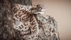 Le gardien des serpents