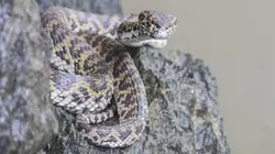 Le gardien des serpents