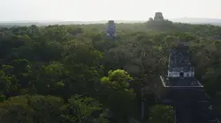 Le génie des bâtisseurs Tikal, la cité de la jungle