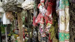 Le génie des plantes En Amérique du Sud