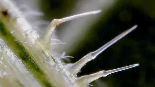 Casting Le génie des plantes Super sens