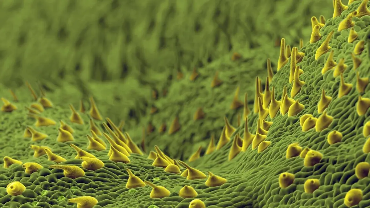 Le génie des plantes Super stratégies