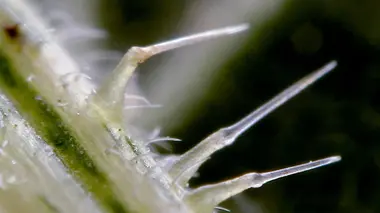 Le génie des plantes Super sens