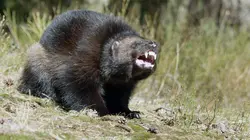 Le glouton, féroce prédateur du Nord