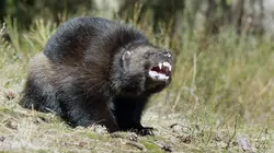 Le glouton, féroce prédateur du Nord