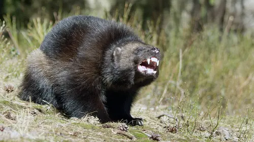 Le glouton, féroce prédateur du Nord