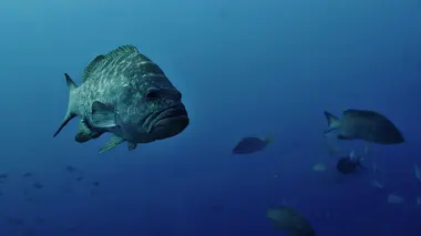 Les riches eaux du Pacifique