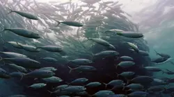 Le golfe de Californie  Les riches eaux du Pacifique